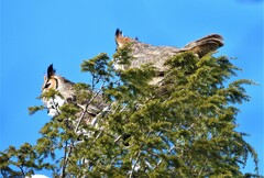 Bubo virginianus
