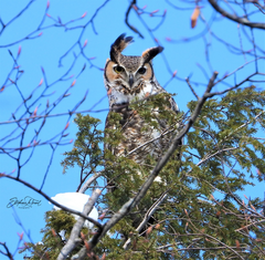 Bubo virginianus