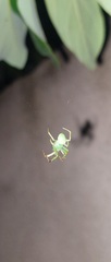 Araneus uniformis