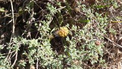 Prosopis reptans