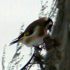 Carduelis carduelis