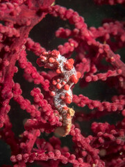 Hippocampus bargibanti