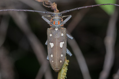 Batocera rubus