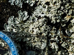 Physcia pseudospeciosa