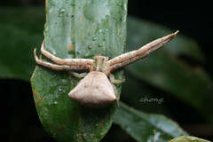 Pistius
