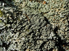 Physcia pseudospeciosa