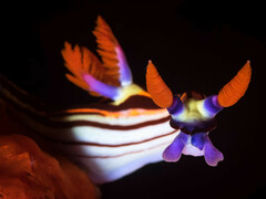 Nembrotha