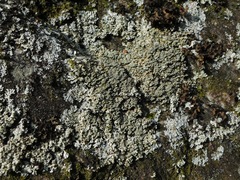 Physcia pseudospeciosa