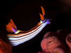 Nembrotha