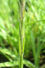 Striga bilabiata