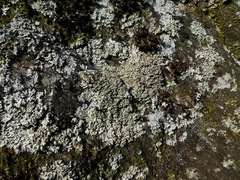 Physcia pseudospeciosa