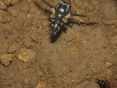 Miltogramminae