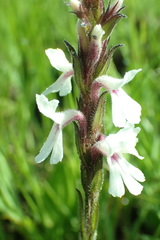 Striga bilabiata