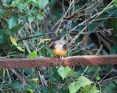 Copsychus malabaricus