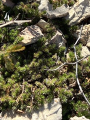 Selaginella wrightii