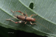 Ornebius formosanus