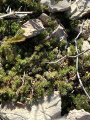 Selaginella wrightii
