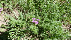 Glandularia dissecta