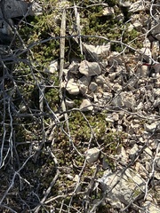 Selaginella wrightii