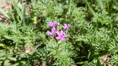 Glandularia dissecta