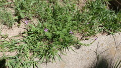 Glandularia dissecta