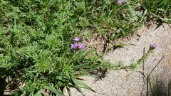 Glandularia dissecta