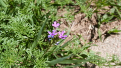 Glandularia dissecta