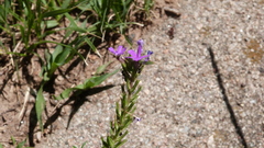 Glandularia dissecta