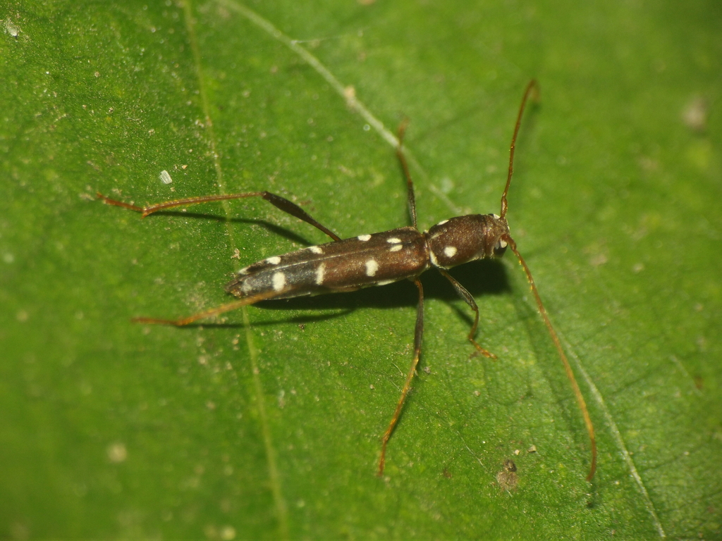 Clytocera gujaratensis