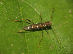 Clytocera gujaratensis