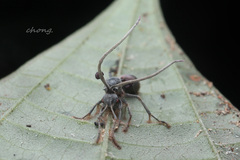 Ophiocordycipitaceae