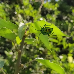 Chrysocoris