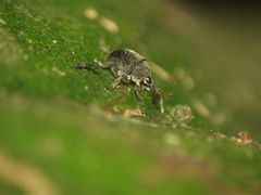 Nanophyinae