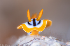 Chromodoris