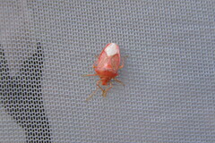 Elasmucha grisea cypria