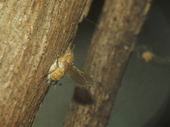 Entomophthora muscae