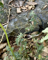 Dicliptera peduncularis