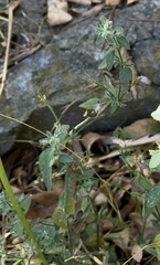 Dicliptera peduncularis