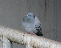 Columba livia domestica