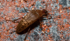 Trigonodera mastersii