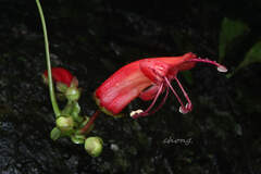 Aeschynanthus moningerae