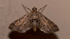 Parapoynx crisonalis