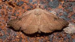 Laspeyria concavata