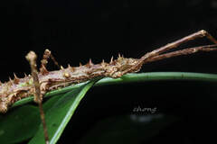 Neohirasea
