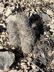 Escobaria tuberculosa