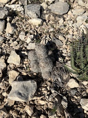 Escobaria tuberculosa