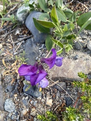 Lathyrus nervosus