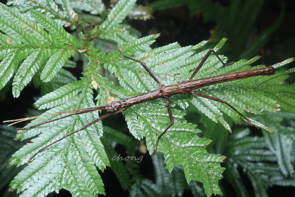 Pseudocentema