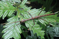Pseudocentema bispinatum