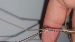 Anchiale austrotessulata